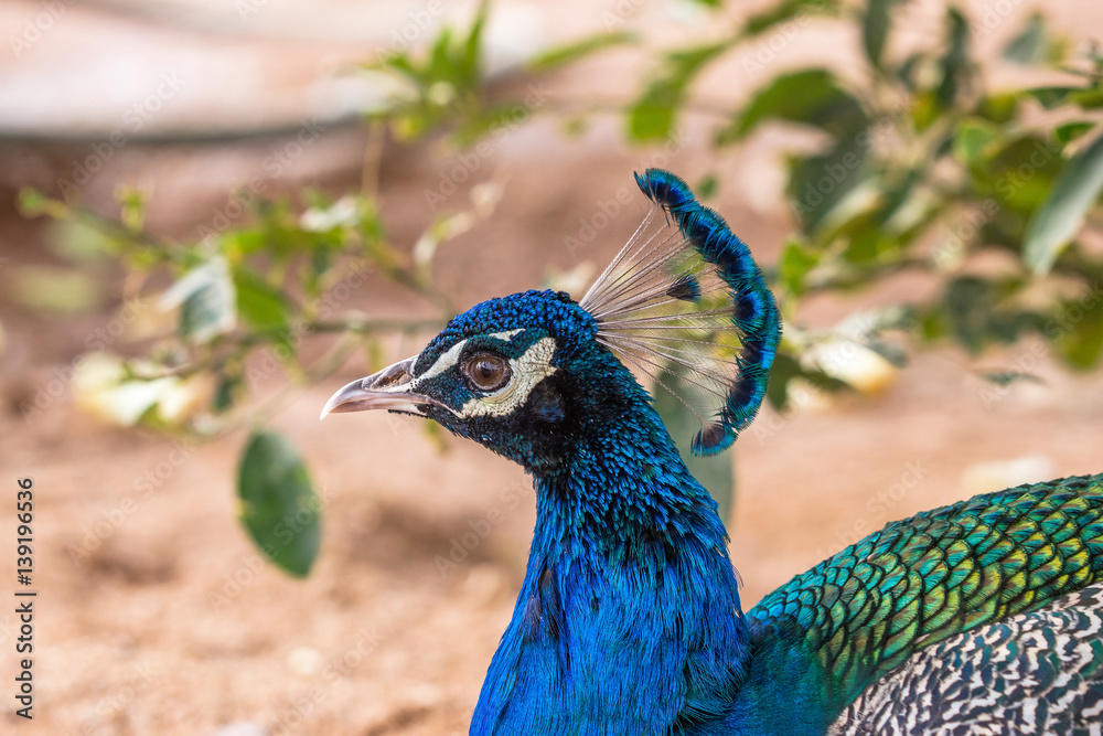 Obraz premium Blue male peacock head and neck, side profile