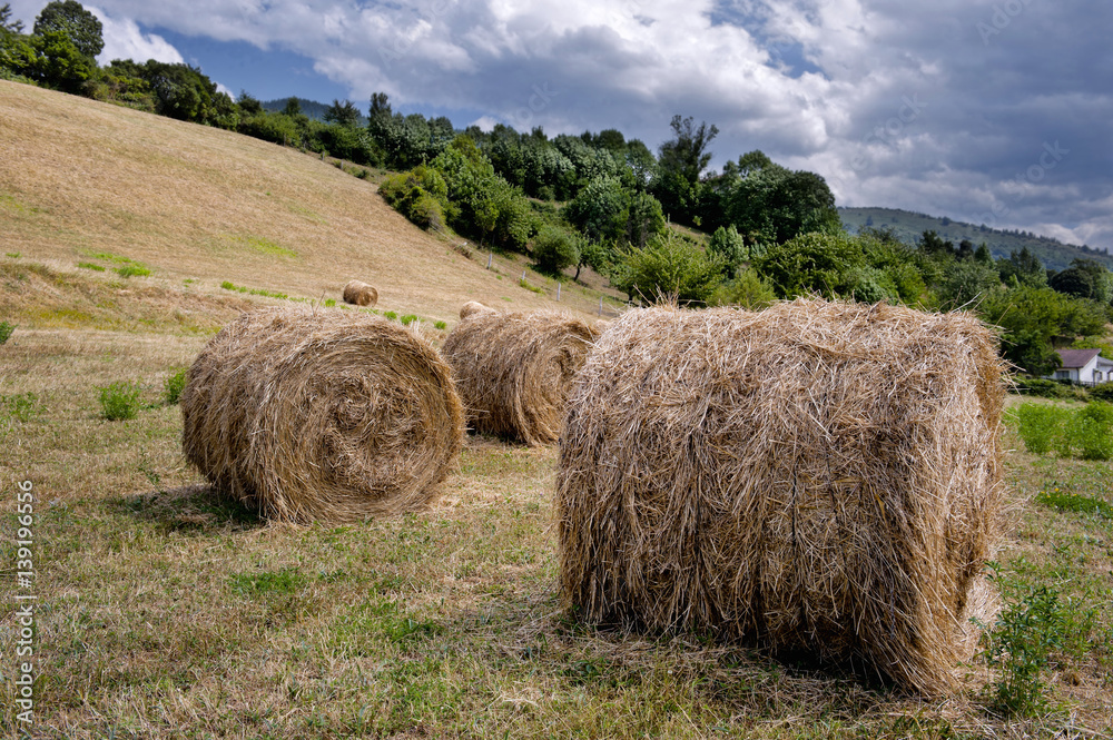 Panorama of a cultivated field, with some straw rolls in the foreground