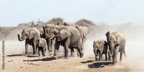 Elephant herd on the run in Etosha national park savannah, Namibia.