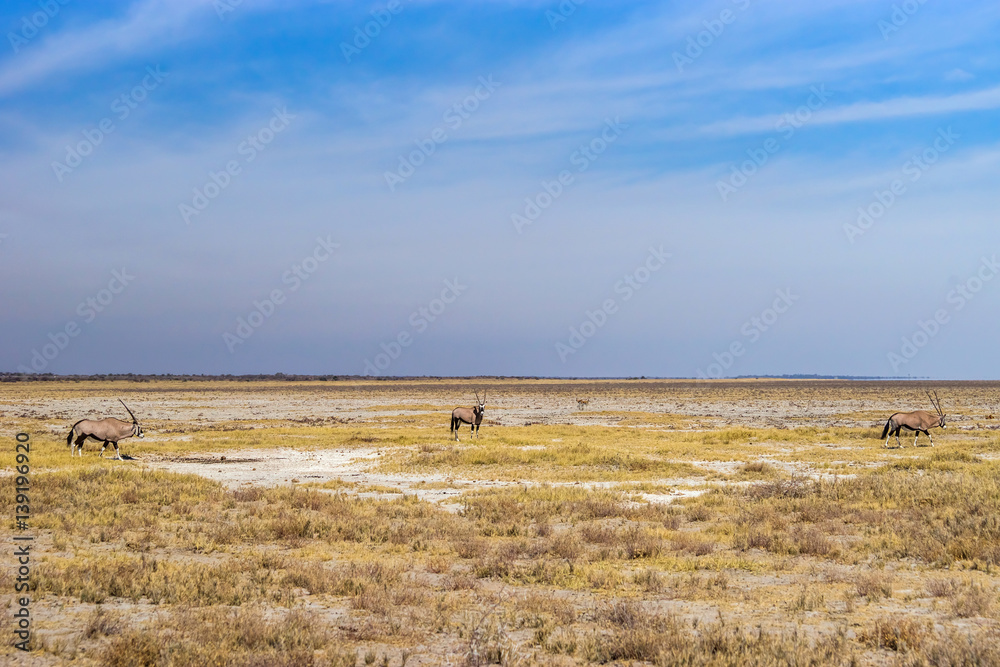 Drought savannah of Etosha National Park in dry season with oryx, or gemsbok, antelopes (Oryx gazella). Namibia, Africa