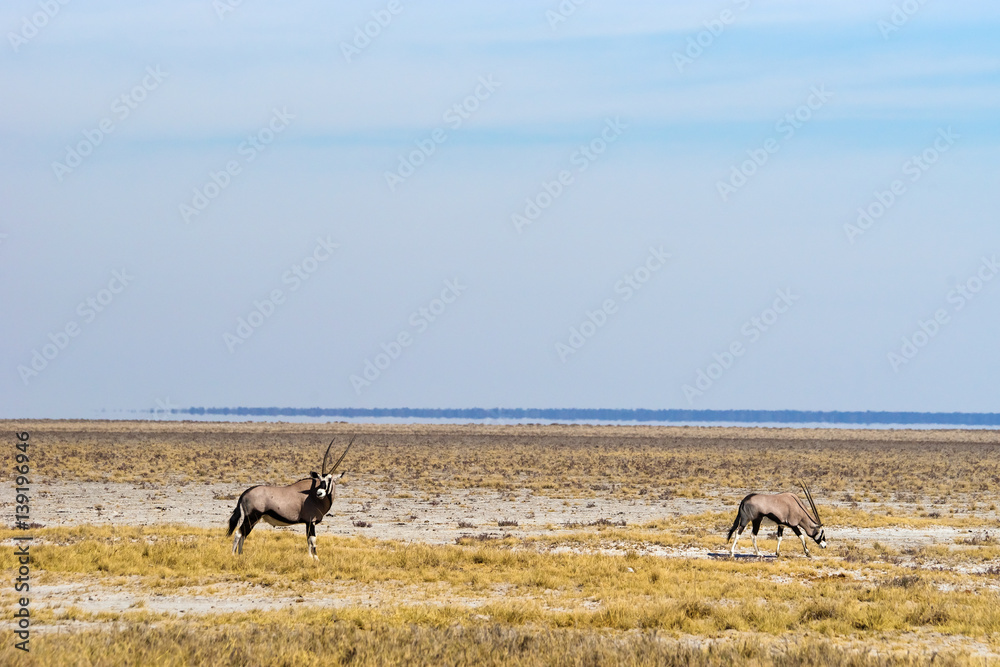 Naklejka premium Two gemsbok antelopes in the savannah near Fisher`s pan in Etosha National Park. Namibia, Africa