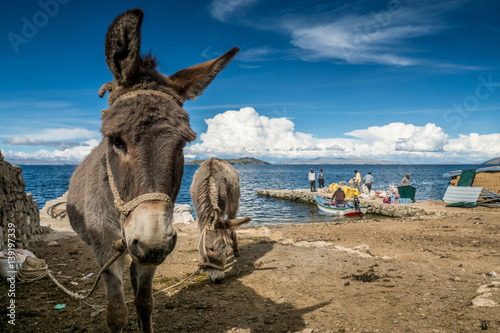 Esel am Titicaca-See