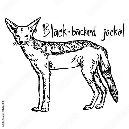 Black-backed jackal - vector illustration sketch hand drawn with black lines, isolated on white background