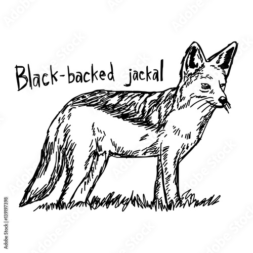 Black-backed jackal - vector illustration sketch hand drawn with black lines, isolated on white background