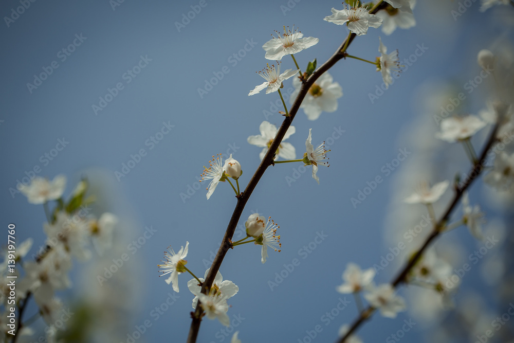 White sakura flower blossoming as natural background on blurred backdrop White sakura flower blossoming as natural background on blurred backdrop