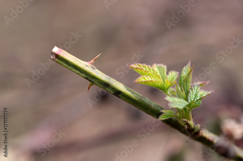 Young spring leaves on blurred natural background