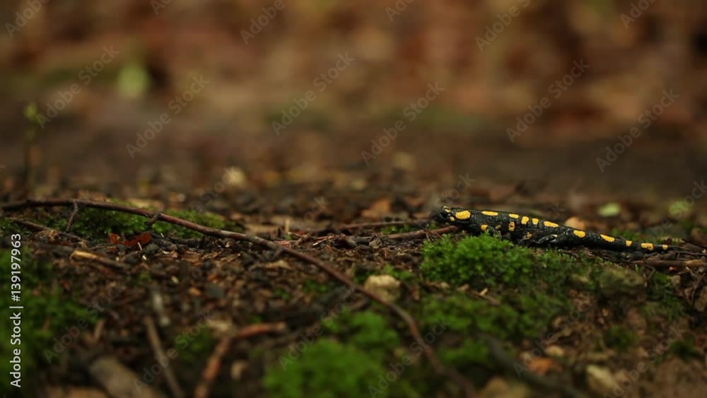 Feuersalamander in Wald Feuersalamander in Wald
