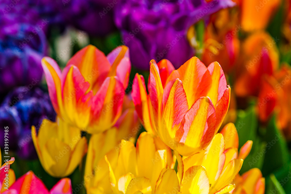Naklejka premium Colorful tulip flowers in spring season