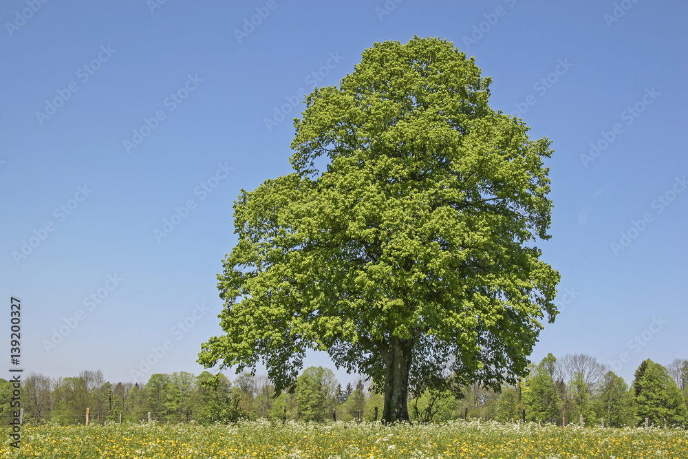 Obraz premium Laubbaum im Sommer