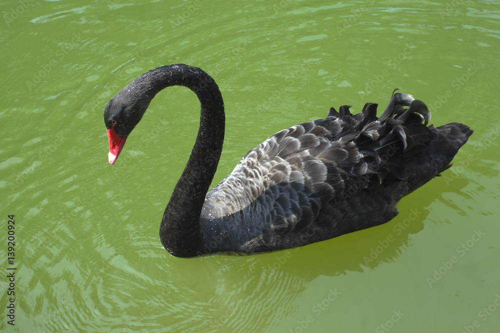 Fototapeta premium Black Swan 02