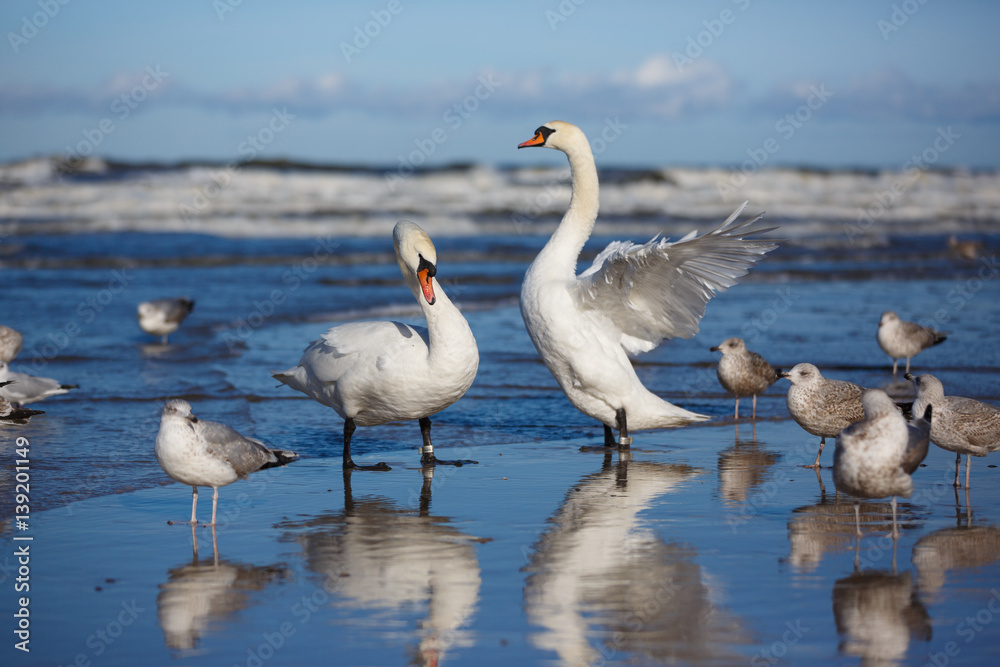 Birds on the shore Birds on the shore