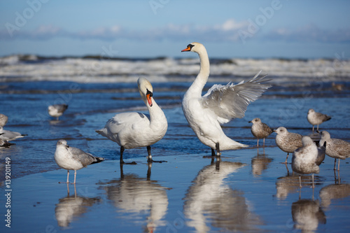 Birds on the shore