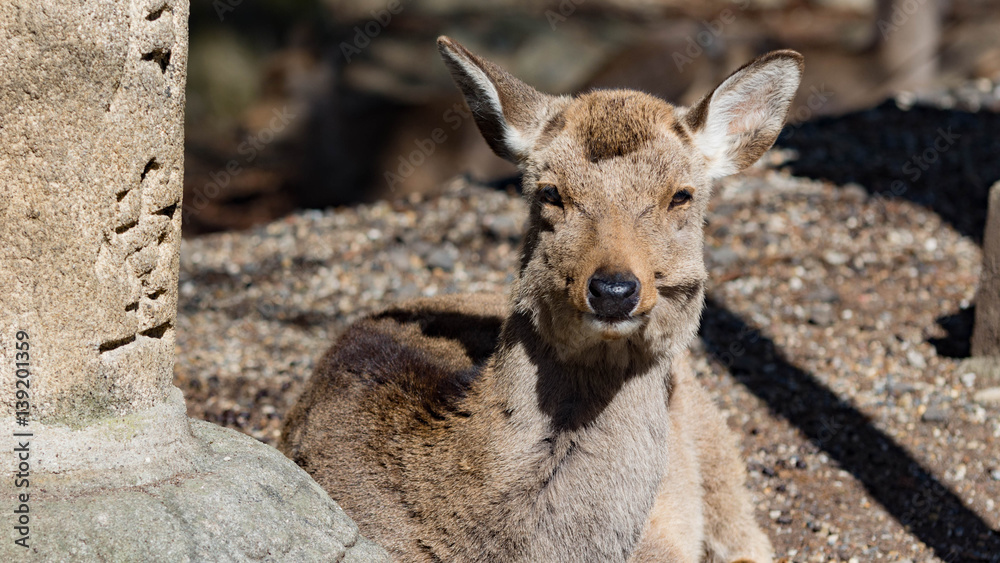Fototapeta premium japon,Nara,shika