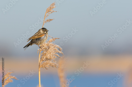 Bunting Sitting in Reed photo