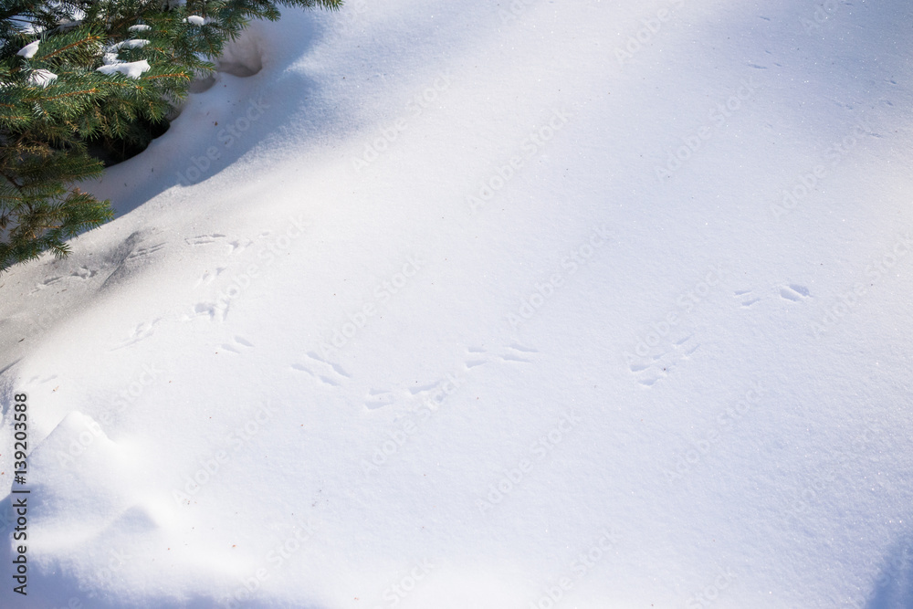 Winter landscape with bird footprints in the snow near green tree