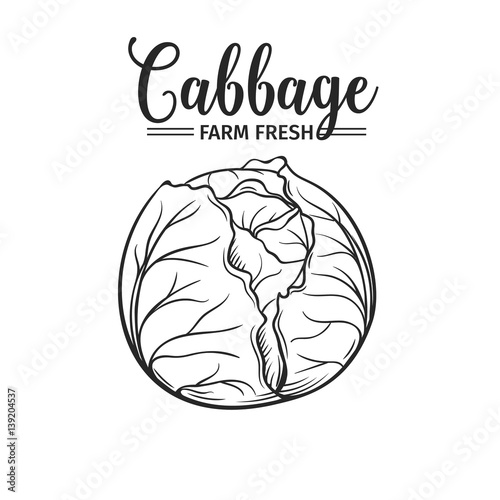 Hand drawn cabbage icon.