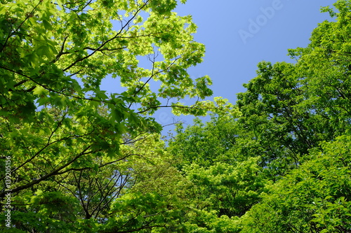 Fresh green leaves against the blue sky