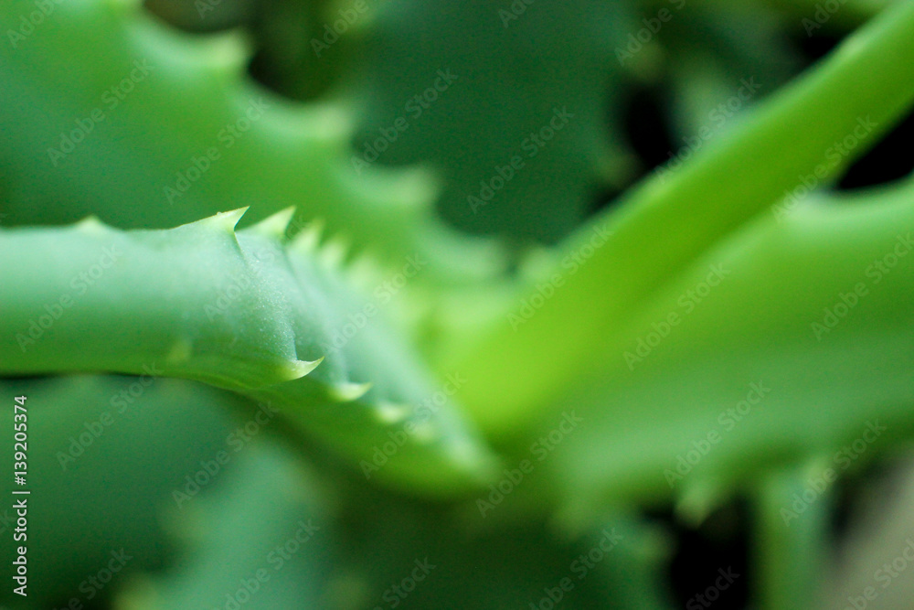 Obraz premium the agave, aloe, fleshy leaves, bitter plant, bitter leaves, medicinal plant, health and beauty