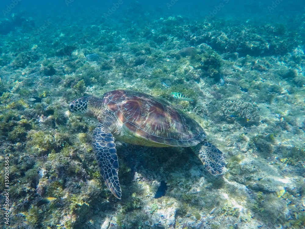 Green turtle swimming in sanctuary lagoon. Sea turtle in sea water.