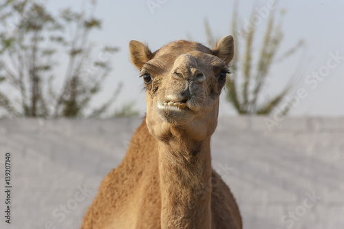 Chewing Camel © VUSPhotography.com