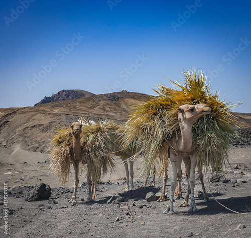 Farming Camels near Djibouti photo