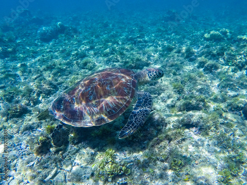 Green turtle under sunlight reflections. Green turtle in sea water © Elya.Q