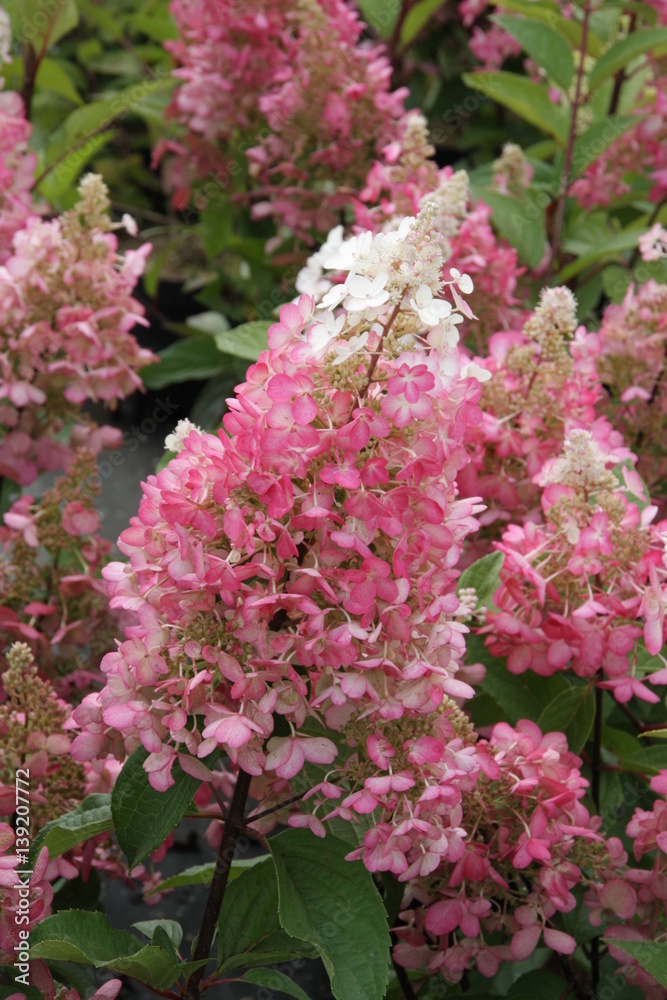 Hydrangea paniculata Pinky Blüte