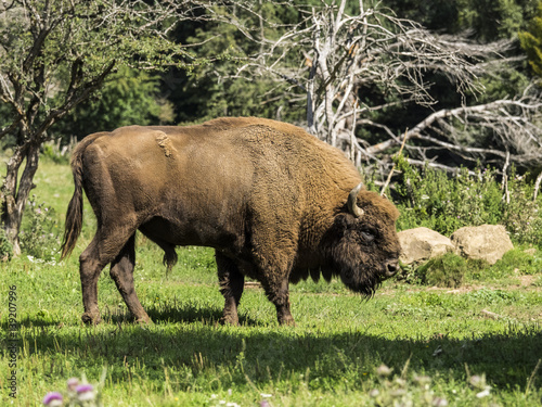 Bisonte europeo