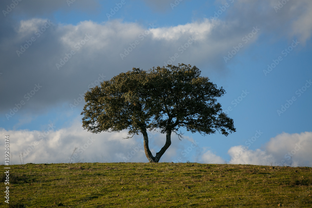 Obraz premium Meadow with oak and blue sky with clouds