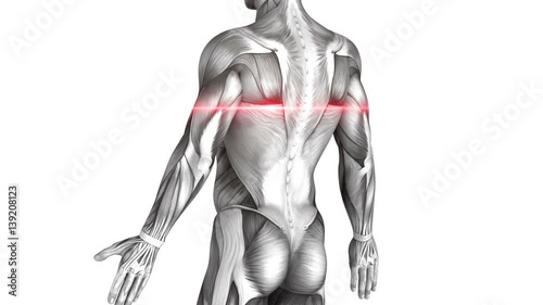 Tensor Fasciae Latae - Anatomy Muscles