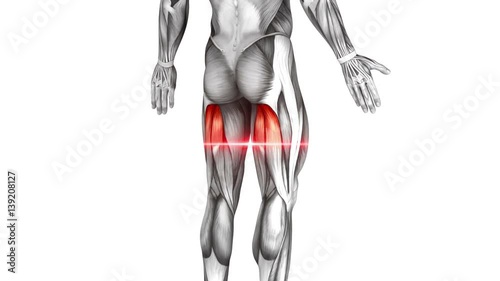 Hamstrings - Anatomy Muscle