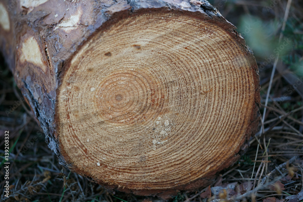 Cut pine trunk