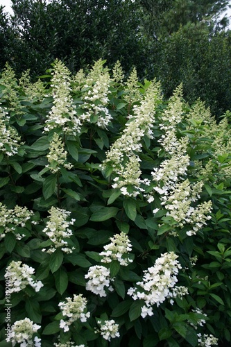 Hydrangea paniculata Pinky weiße Blüte  photo