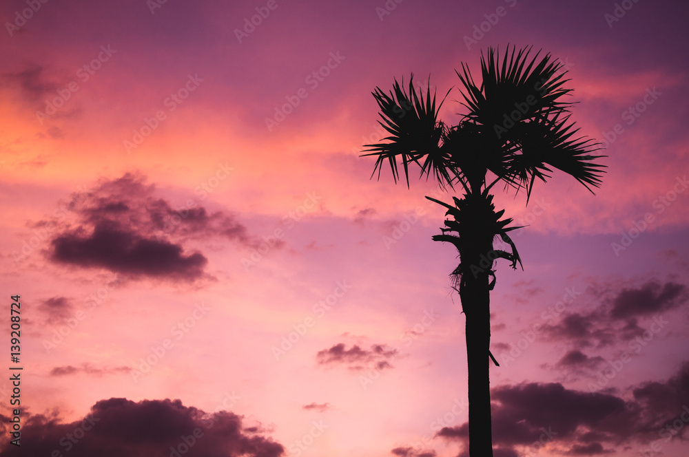 silhuette of palm tree at sunset
