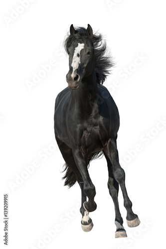 Beautiful black horse run gallop isolated on white background