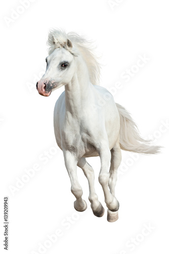 White pony run gallop isolated on white background