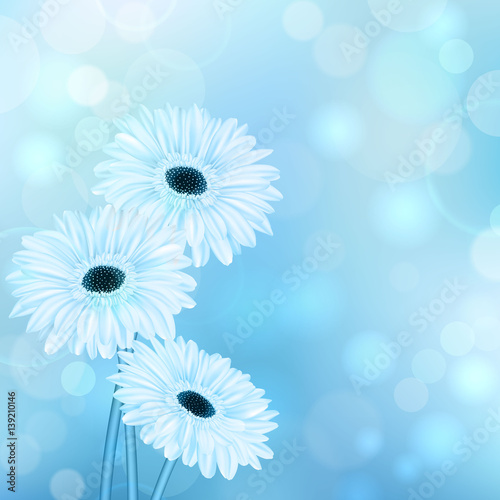 spring blue blurred background with gerbera flower