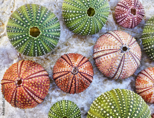 colorful sea urchins on white wet rock beach, natural background