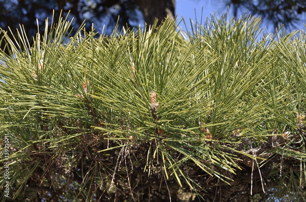 Naklejka premium 松