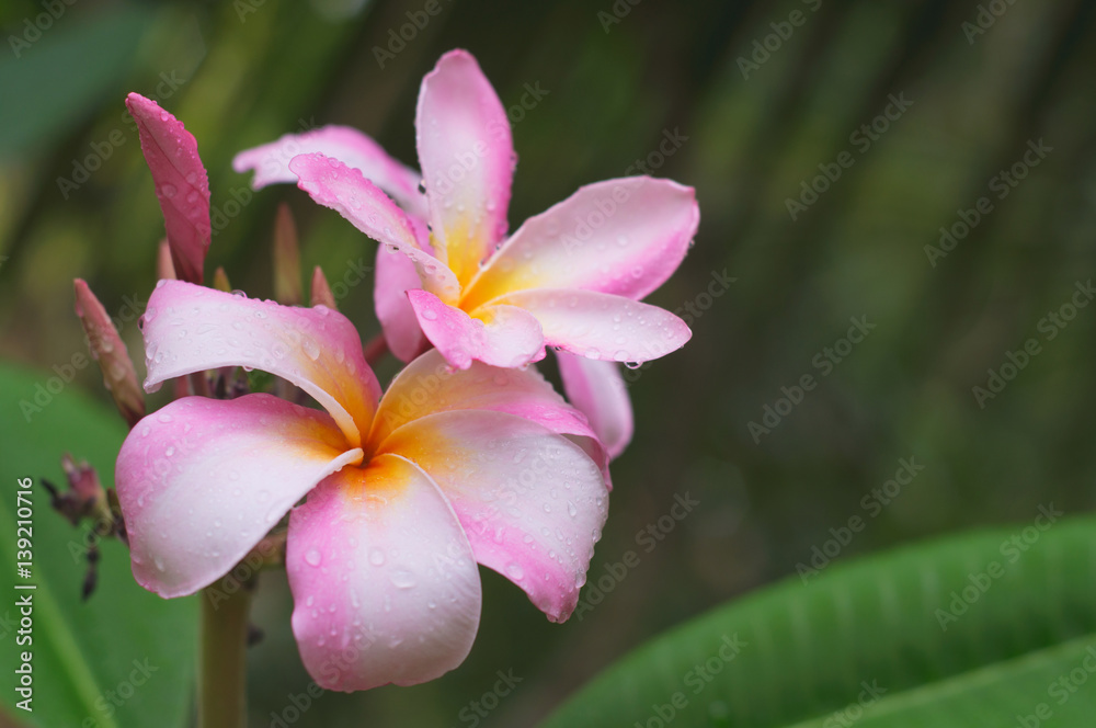 plumeria flower with raindrop