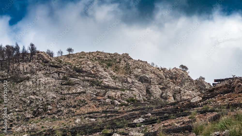 Balearic Island Majorca after forest fire. Serra de Tramuntana mountain view with burnt trees for nature concept website