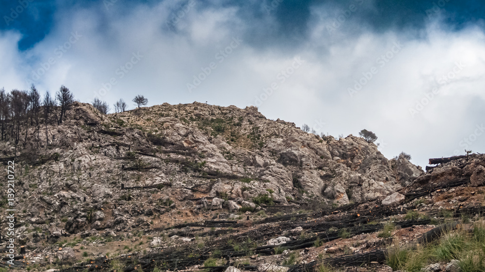 Balearic Island Majorca after forest fire. Serra de Tramuntana mountain view with burnt trees for nature concept website Balearic Island Majorca after forest fire. Serra de Tramuntana mountain view with burnt trees for nature concept website