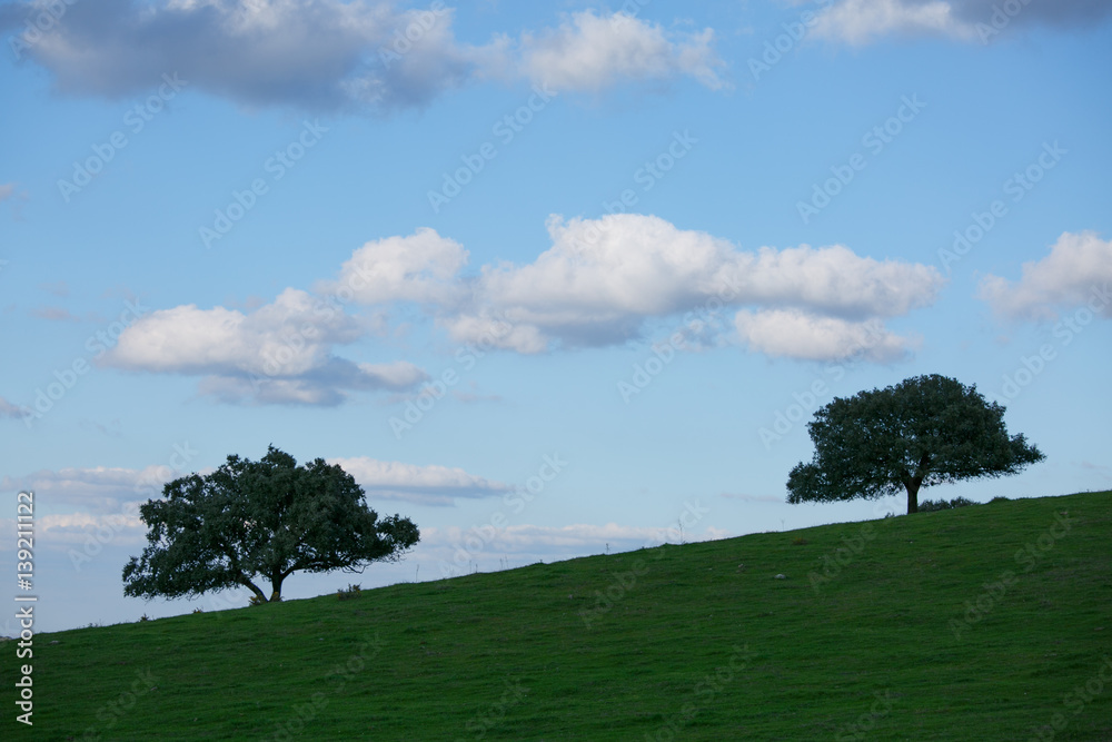 Meadow with oak and blue sky with clouds