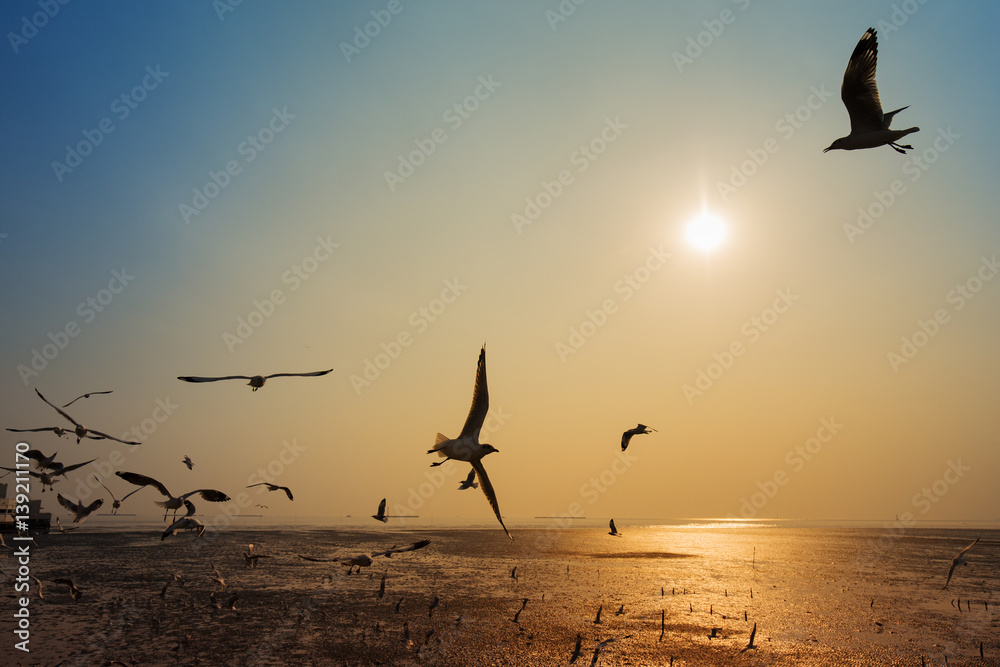Fototapeta premium Seagull with sunset on the sea at Bangpu, Thailand