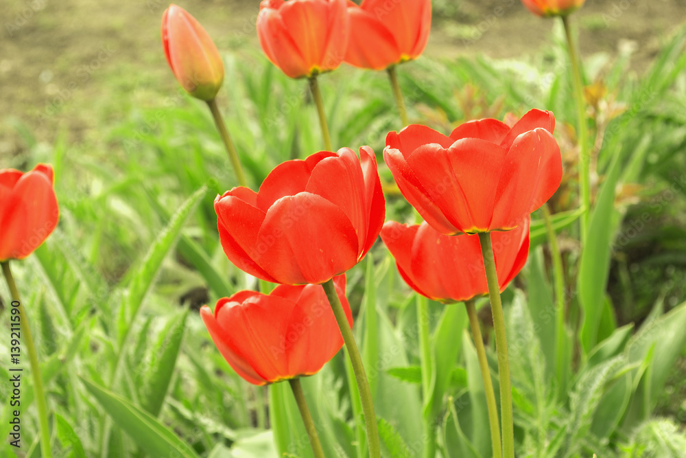 Fototapeta premium Tulip red