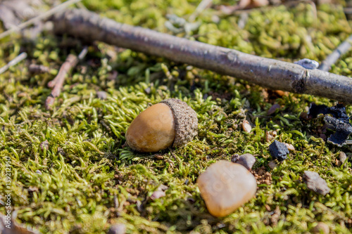 Acorns lying on moss in the forest in the sun
