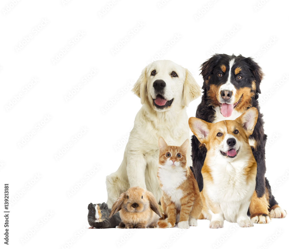 Obraz premium Group of pets on white background