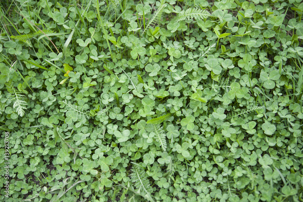 green clovers textured background green clovers textured background