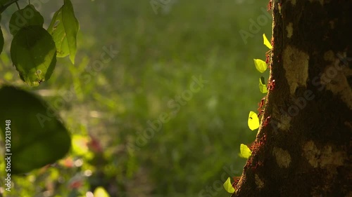 Leaf-Cutter Ants - Amazon