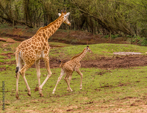 Dalton-in Furness, Cumbria, UK. 19th April 2015. Mother and baby Giraffe enjoying a walk around the South lakes safari park, Dalton-in-furness, Cumbria, UK